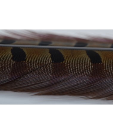 DUN 1 PAIR RINGNECK TAIL FEATHERS 